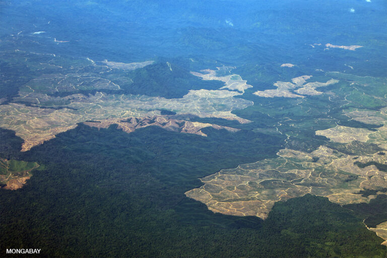 The Largest Case Of Deforestation: Industrial Palm Oil In Indonesia