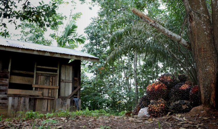 The Largest Case Of Deforestation Industrial Palm Oil In Indonesia 1