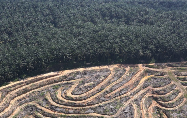 The Largest Case Of Deforestation Industrial Palm Oil In Indonesia